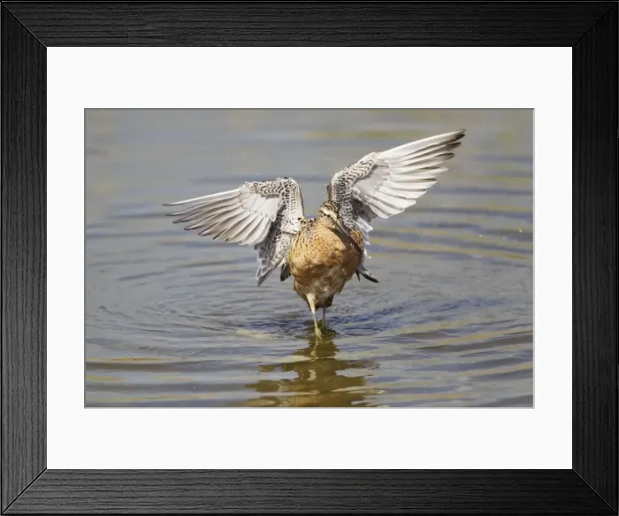 Framed Print : Picture No. 10892438 Framed Print : Picture No. 10892438