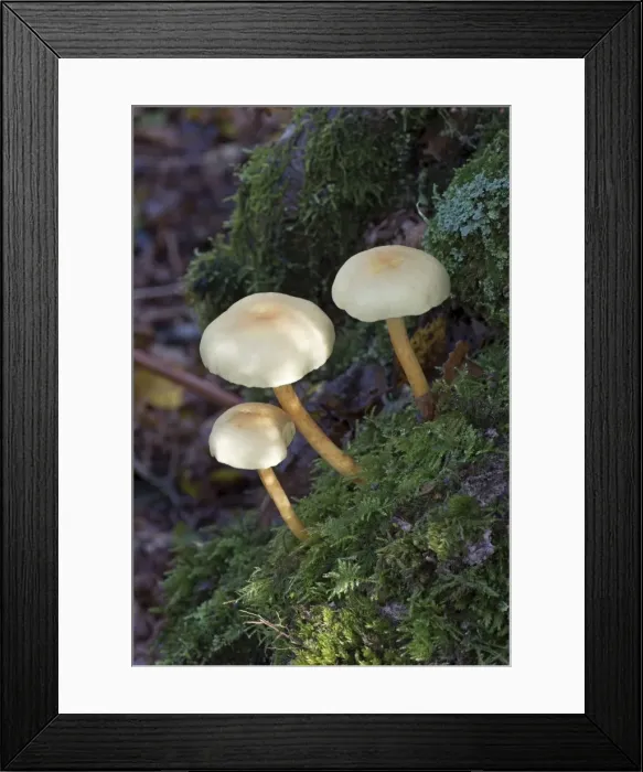 Framed Print : Picture No. 10892490 Framed Print : Picture No. 10892490