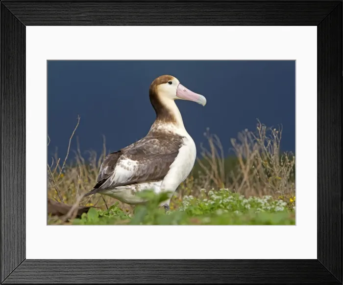 Framed Print : Picture No. 10891698 Framed Print : Picture No. 10891698