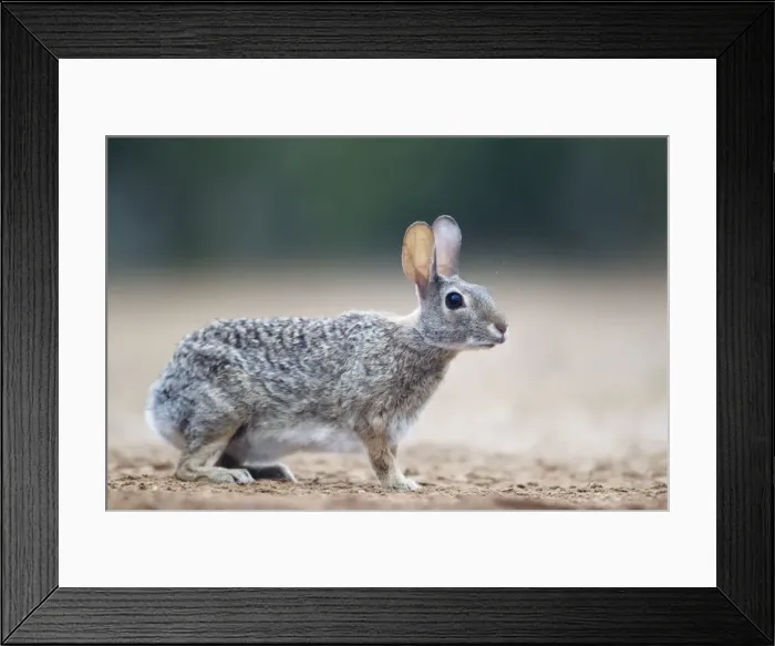 Framed Print : Picture No. 10892470 Framed Print : Picture No. 10892470