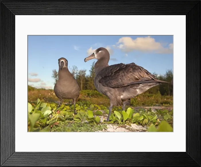 Framed Print : Picture No. 10891710 Framed Print : Picture No. 10891710