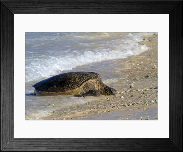 Framed Print : Picture No. 10891695 Framed Print : Picture No. 10891695