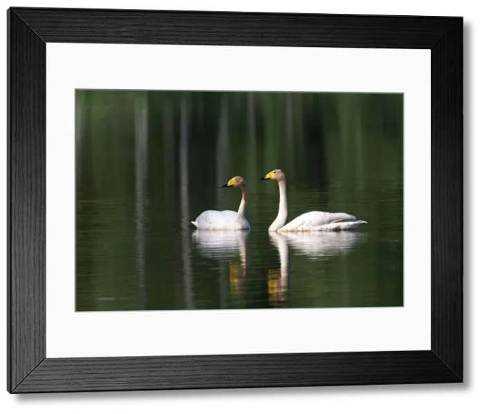 Framed Print : Picture No. 10891682 Framed Print : Picture No. 10891682