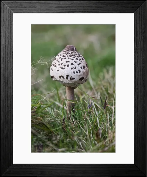 Framed Print : Picture No. 10892487 Framed Print : Picture No. 10892487