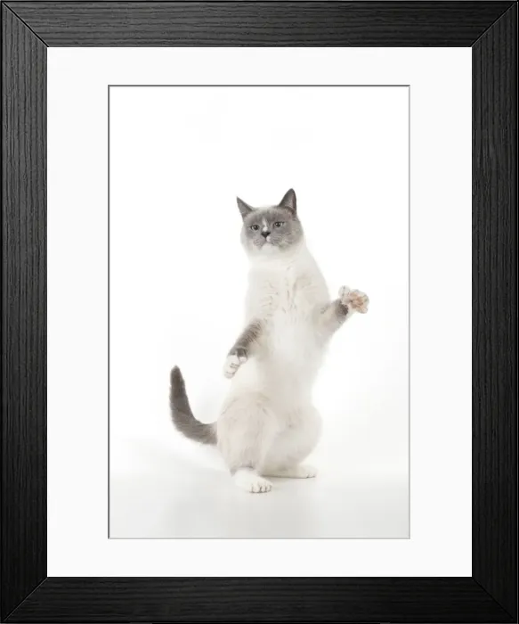 Framed Print : Picture No. 10892551 Framed Print : Picture No. 10892551