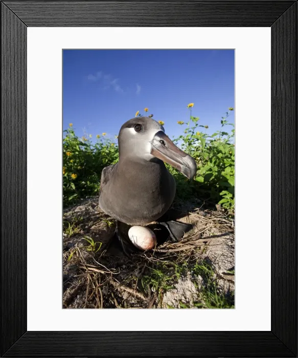Framed Print : Picture No. 10891706 Framed Print : Picture No. 10891706
