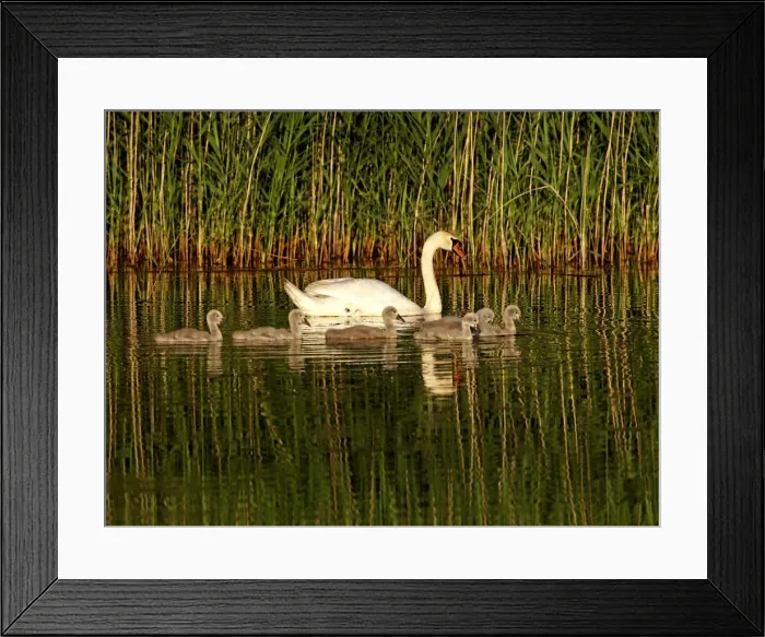 Framed Print : Picture No. 10891680 Framed Print : Picture No. 10891680