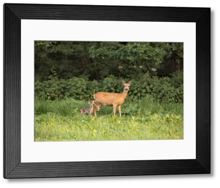 Framed Print : Picture No. 10891672 Framed Print : Picture No. 10891672