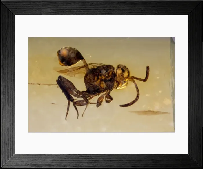Framed Print : Picture No. 10891106 Framed Print : Picture No. 10891106