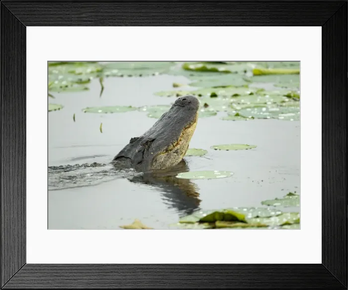 Framed Print : Picture No. 10892475 Framed Print : Picture No. 10892475