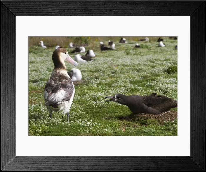 Framed Print : Picture No. 10891700 Framed Print : Picture No. 10891700