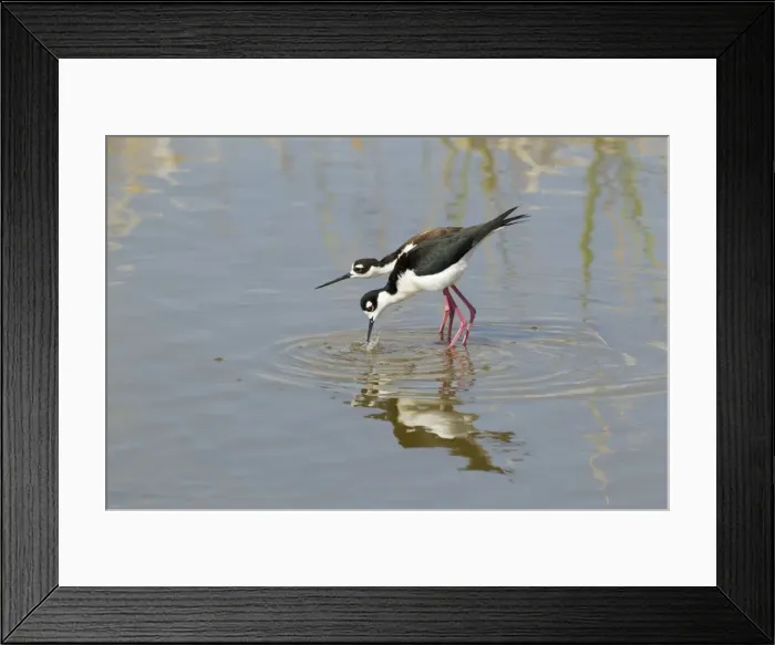 Framed Print : Picture No. 10892433 Framed Print : Picture No. 10892433