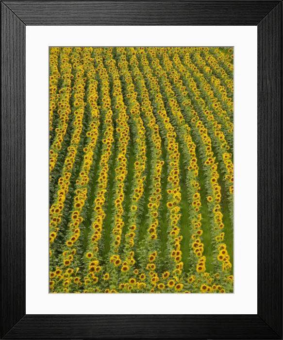 Framed Print : Picture No. 10891687