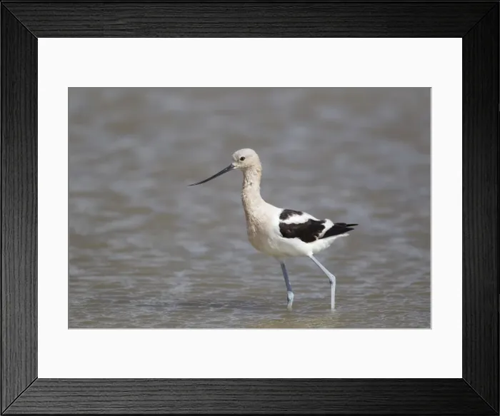 Framed Print : Picture No. 10892429
