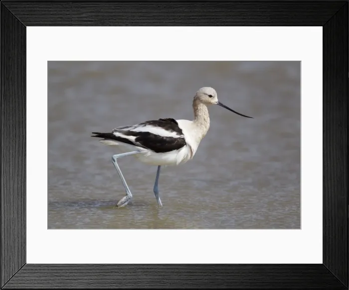 Framed Print : Picture No. 10892430
