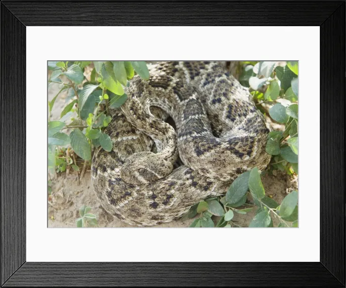 Framed Print : Picture No. 10892479 Framed Print : Picture No. 10892479