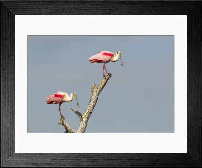 Framed Print : Picture No. 10892427 Framed Print : Picture No. 10892427