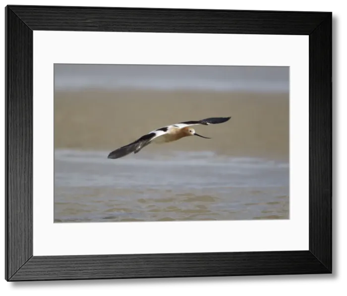 Framed Print : Picture No. 10892431 Framed Print : Picture No. 10892431