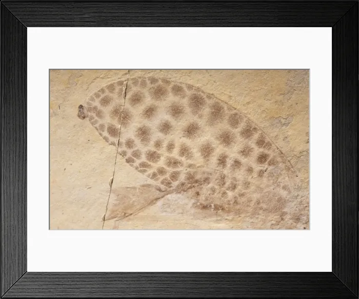 Framed Print : Picture No. 10891099 Framed Print : Picture No. 10891099