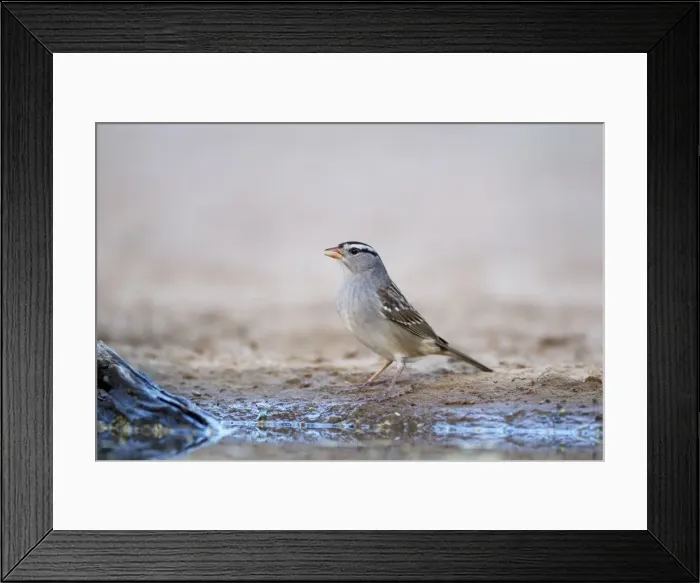 Framed Print : Picture No. 10892420 Framed Print : Picture No. 10892420