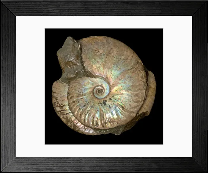 Framed Print : Picture No. 10891087 Framed Print : Picture No. 10891087