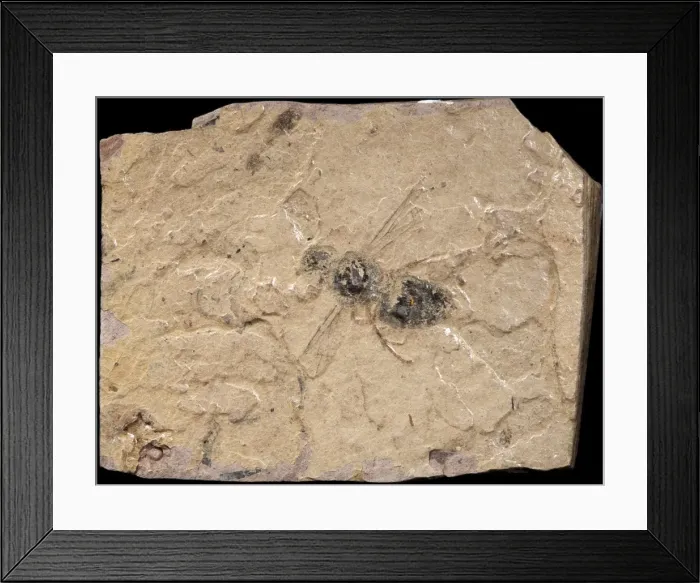 Framed Print : Picture No. 10891104 Framed Print : Picture No. 10891104