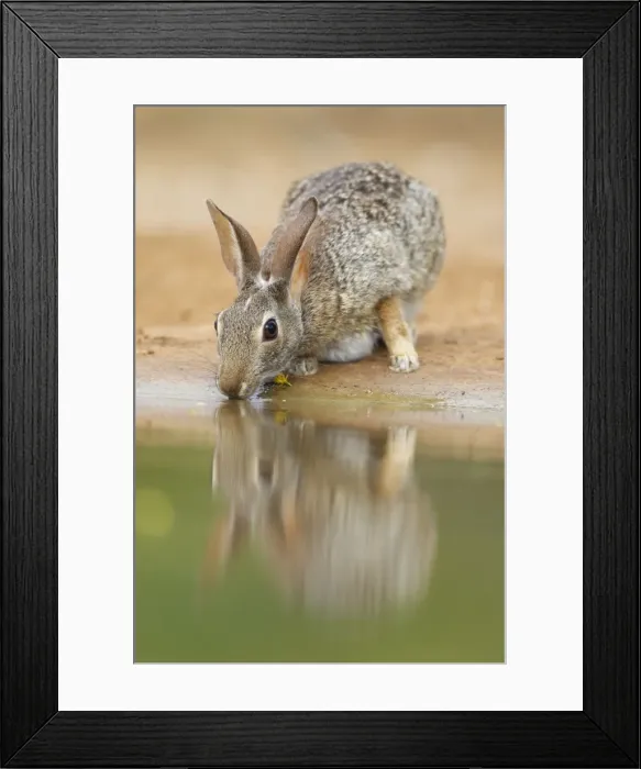Framed Print : Picture No. 10892468 Framed Print : Picture No. 10892468