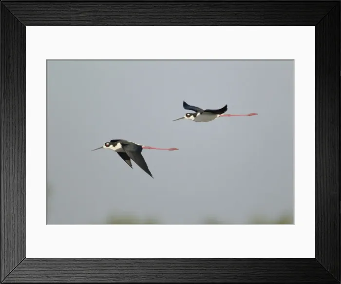 Framed Print : Picture No. 10892436 Framed Print : Picture No. 10892436
