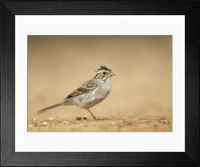 Framed Print : Picture No. 10892458 Framed Print : Picture No. 10892458