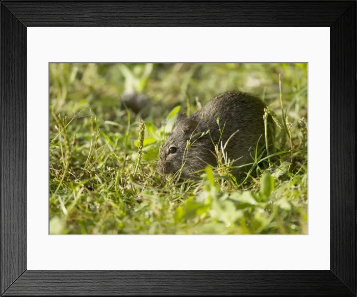 Framed Print : Picture No. 10892472 Framed Print : Picture No. 10892472