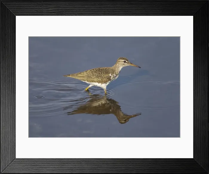 Framed Print : Picture No. 10892448 Framed Print : Picture No. 10892448