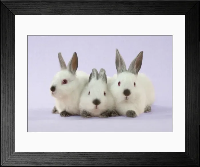 Framed Print : Picture No. 10892546