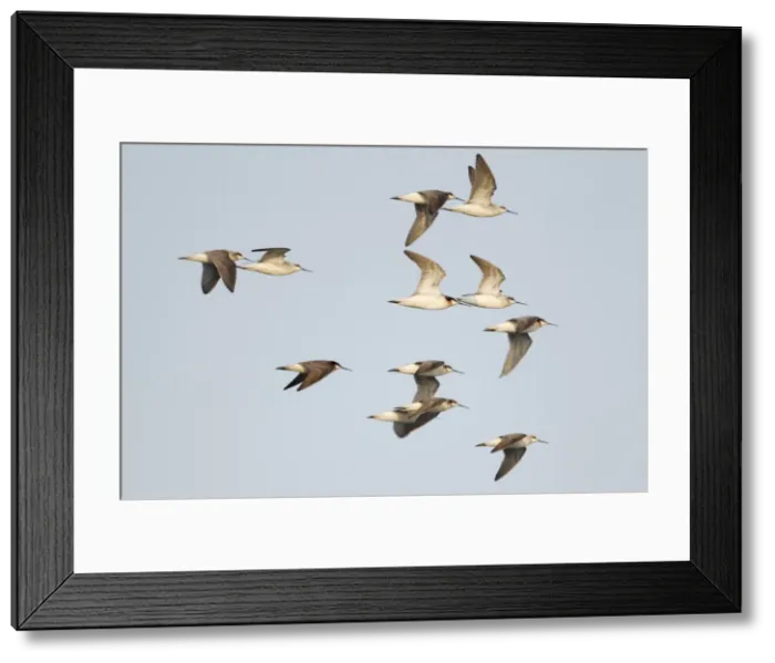 Framed Print : Picture No. 10892445