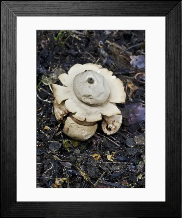 Framed Print : Picture No. 10892484 Framed Print : Picture No. 10892484