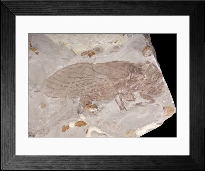 Framed Print : Picture No. 10891108 Framed Print : Picture No. 10891108