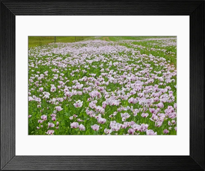 Framed Print : Picture No. 10891121 Framed Print : Picture No. 10891121