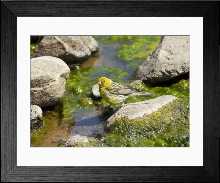 Framed Print : Picture No. 10891127 Framed Print : Picture No. 10891127