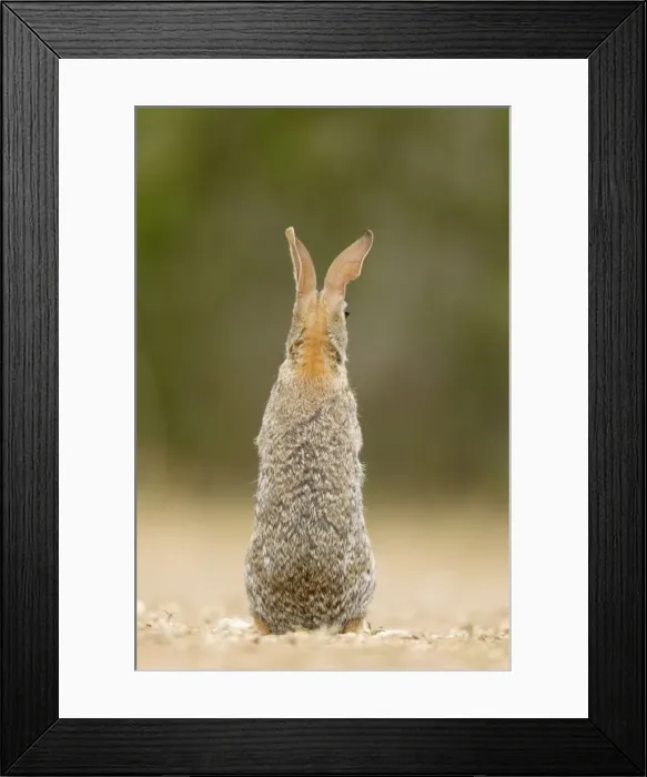 Framed Print : Picture No. 10892469 Framed Print : Picture No. 10892469
