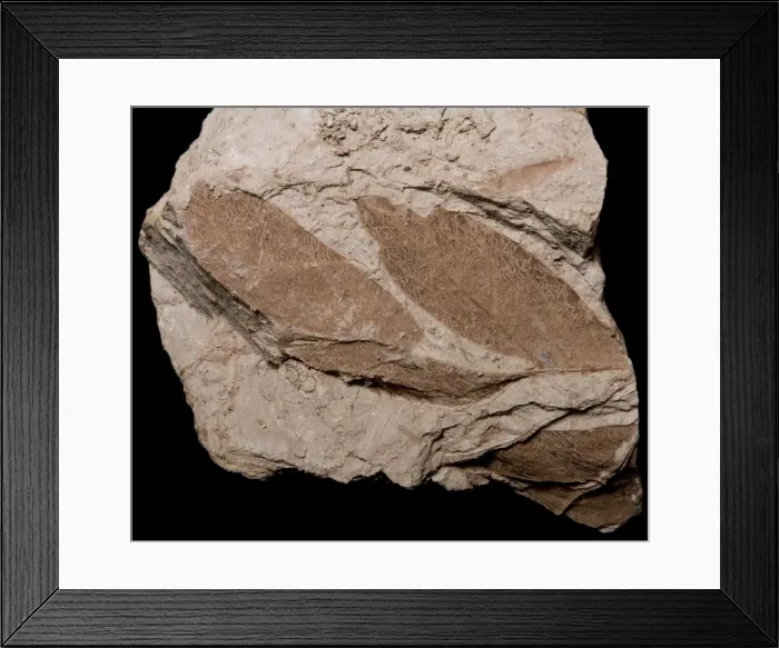 Framed Print : Picture No. 10891111 Framed Print : Picture No. 10891111