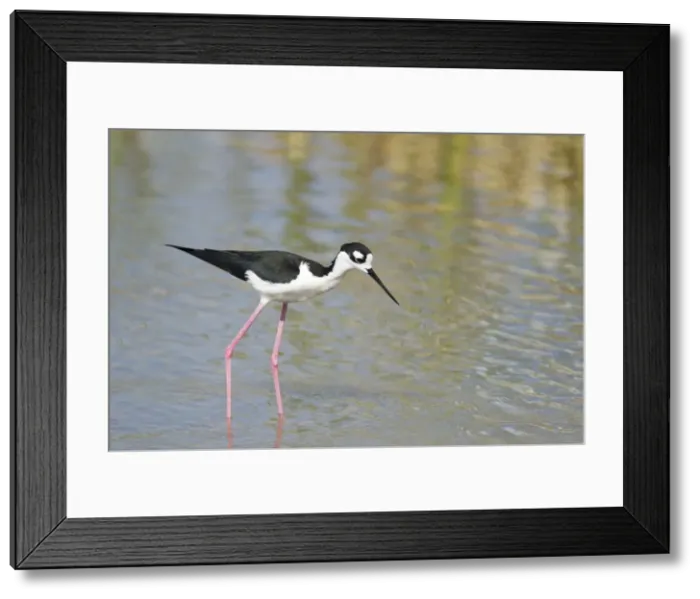 Framed Print : Picture No. 10892435 Framed Print : Picture No. 10892435