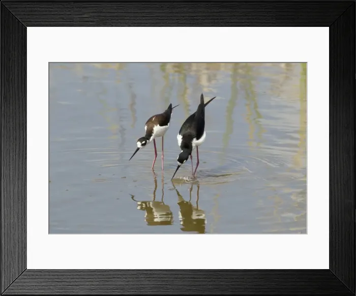Framed Print : Picture No. 10892432 Framed Print : Picture No. 10892432