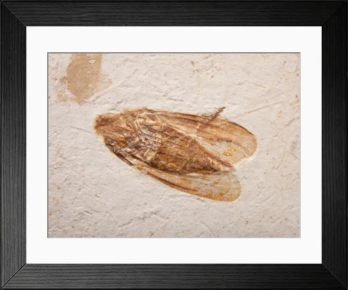 Framed Print : Picture No. 10891100 Framed Print : Picture No. 10891100