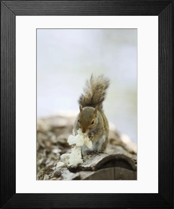 Framed Print : Picture No. 10892465 Framed Print : Picture No. 10892465