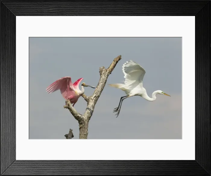 Framed Print : Picture No. 10892424