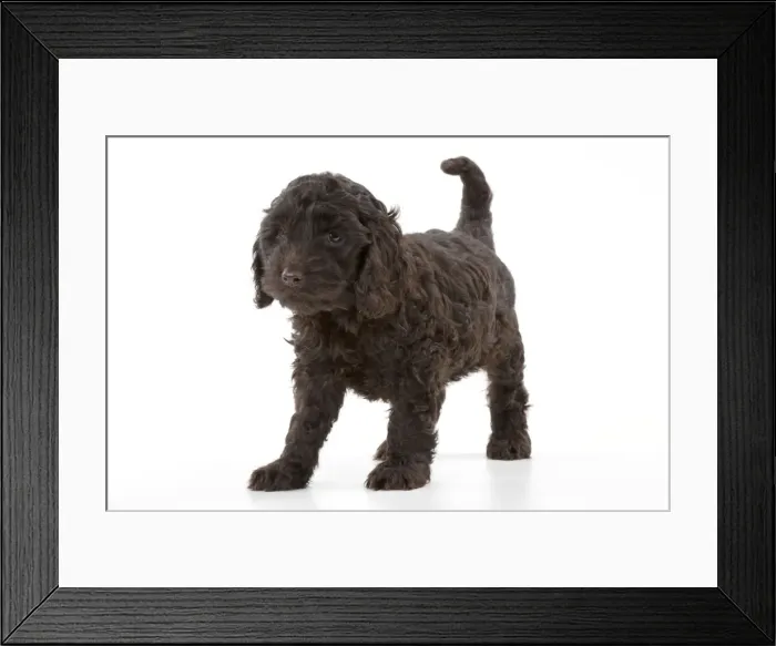 Framed Print : Picture No. 10892550 Framed Print : Picture No. 10892550