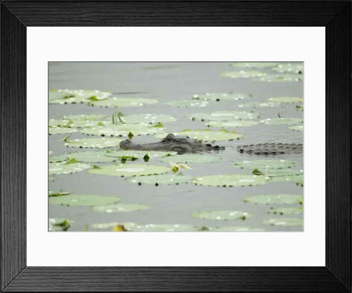 Framed Print : Picture No. 10892476