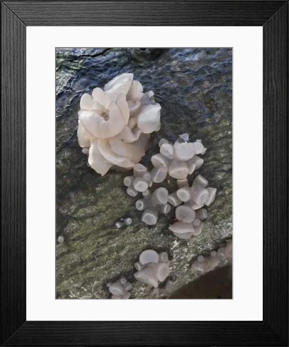 Framed Print : Picture No. 10892485 Framed Print : Picture No. 10892485