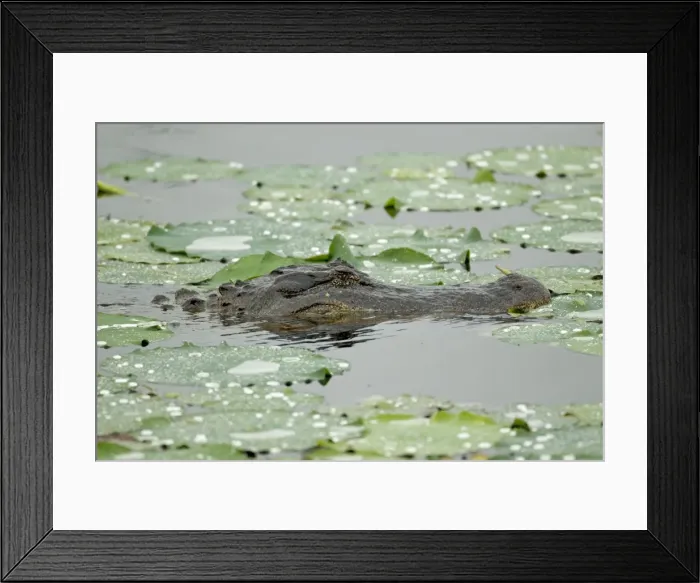 Framed Print : Picture No. 10892478 Framed Print : Picture No. 10892478