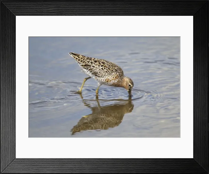 Framed Print : Picture No. 10892439 Framed Print : Picture No. 10892439