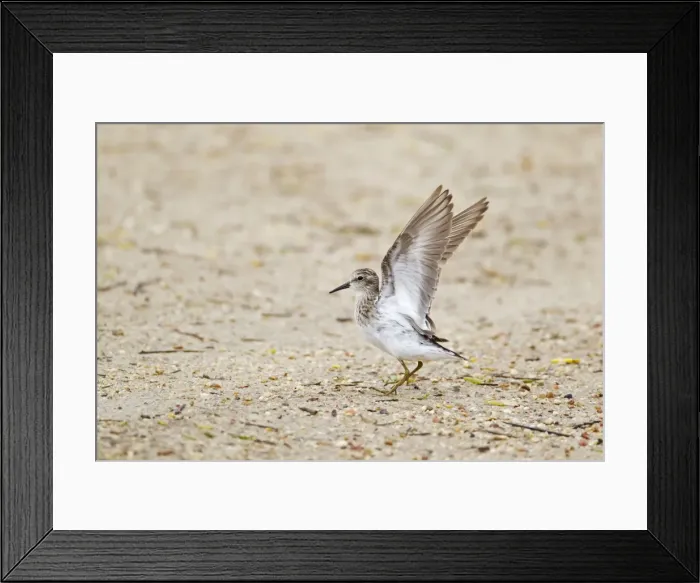 Framed Print : Picture No. 10892442 Framed Print : Picture No. 10892442